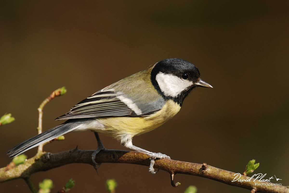 David Plant Photography - Wildlife Photography - Great tit - K.jpg - Great tit on hawthorn - Gloucestershire